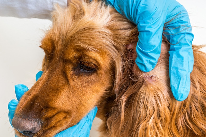 veterinarian doctor removing a tick from the dog