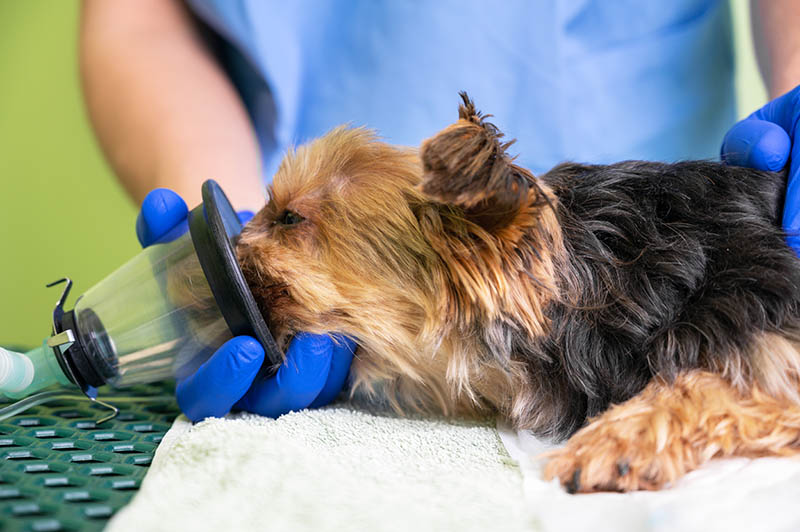 Veterinarian doing preoxygenation technique in a dog with oxygen mask