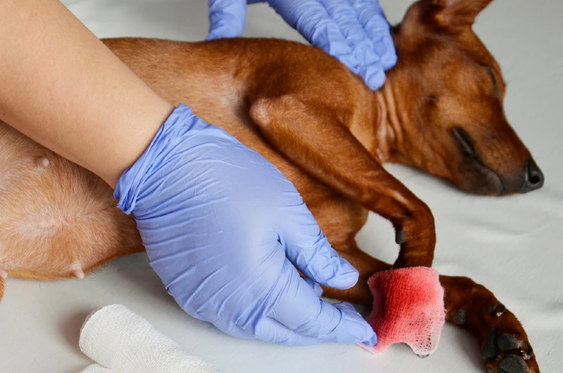 veterinarian dressing the wound on a dog with gauze
