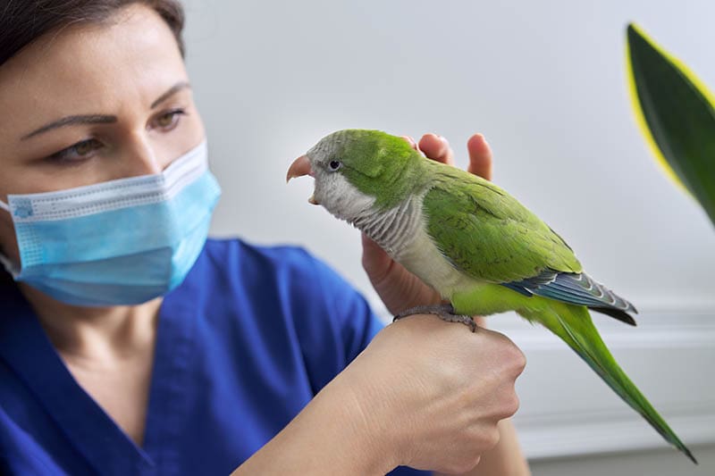 veterinarian examining green quaker parrot