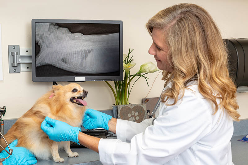 Veterinarian examining pomeranian dog with xray