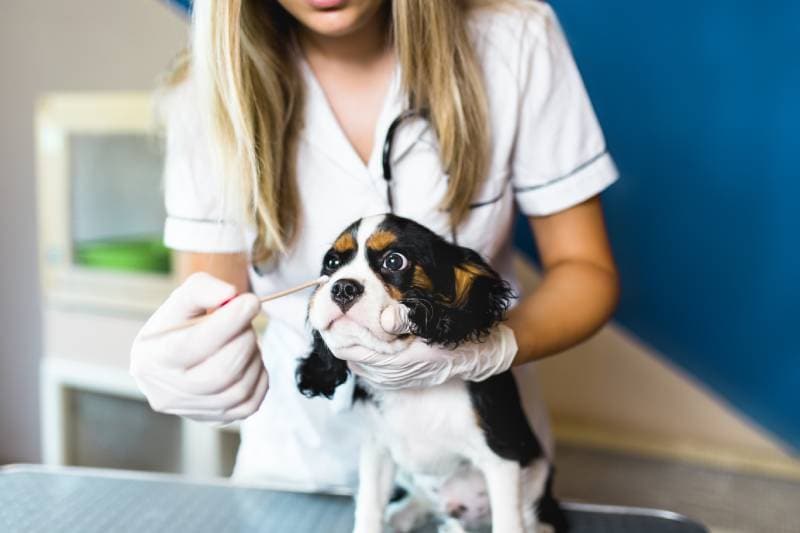 veterinarian taking cavalier king charles puppy's swab