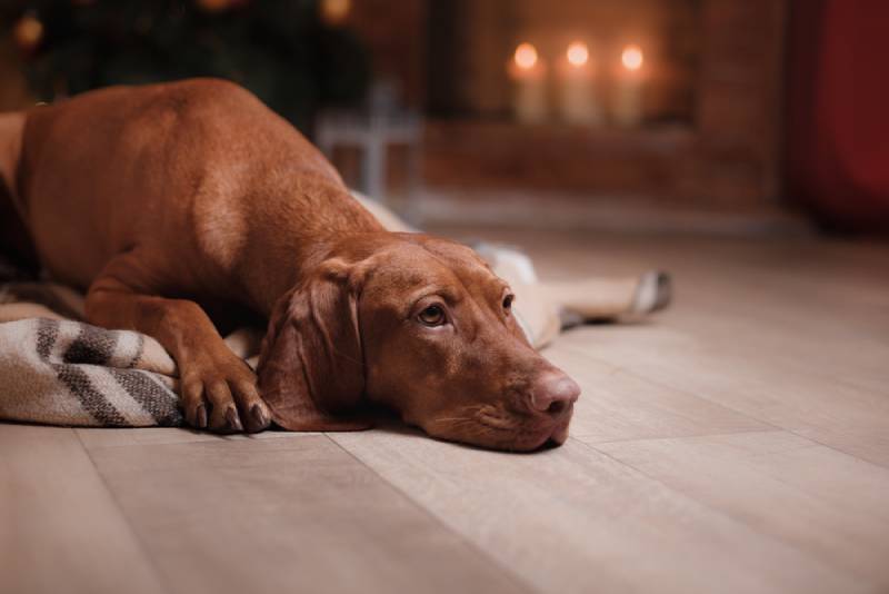 vizsla dog by the fireplace in a christmas interior
