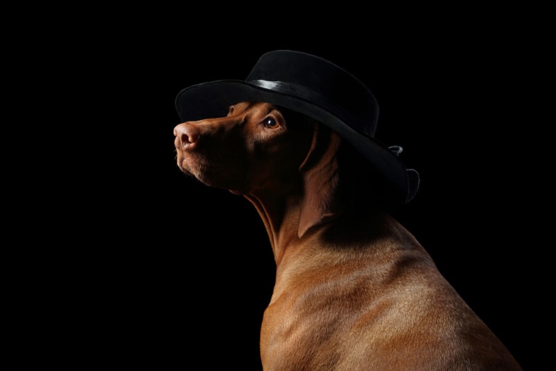 vizsla dog in a hat