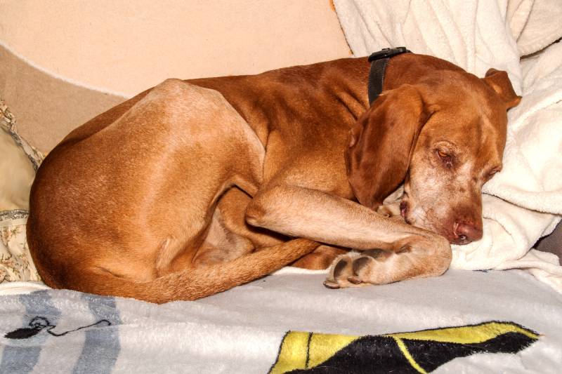 vizsla dog lying on blanket