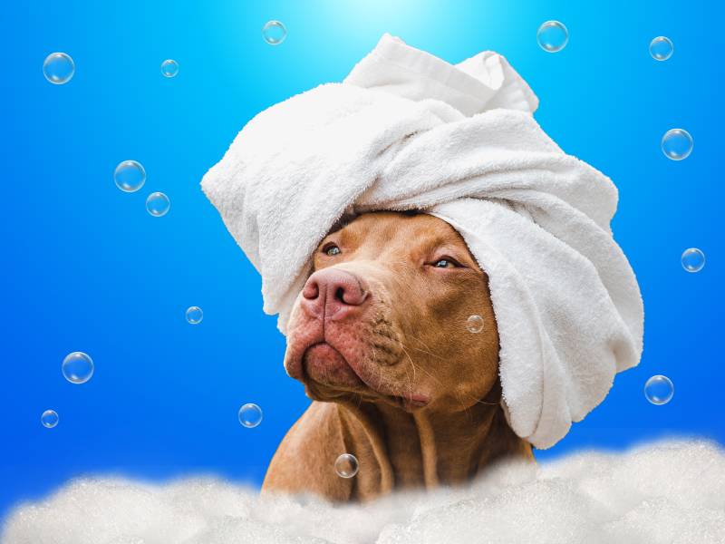 vizsla dog with towel having a bath