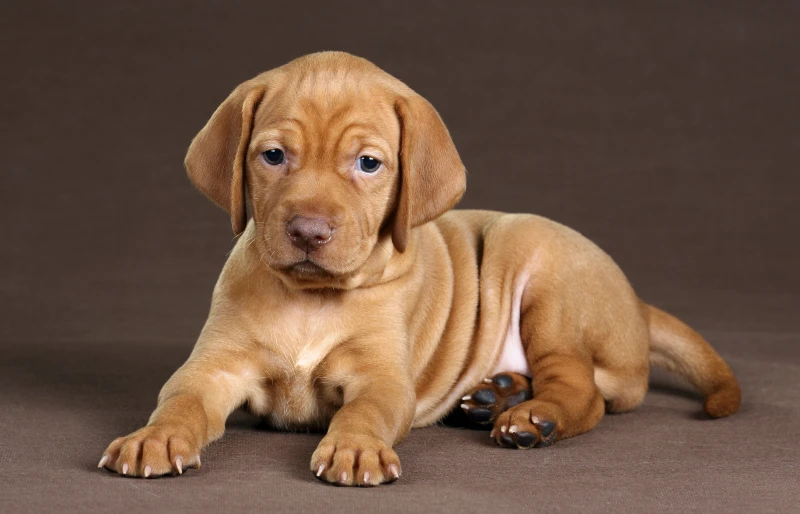 vizsla puppy dog lying down with brown background