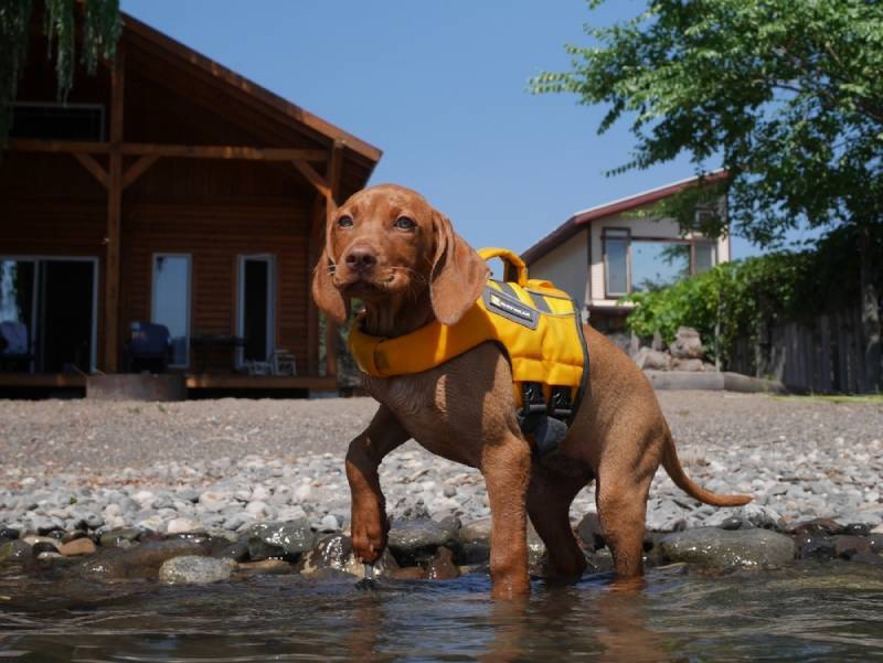 cachorrinho vizsla parado na água usando colete