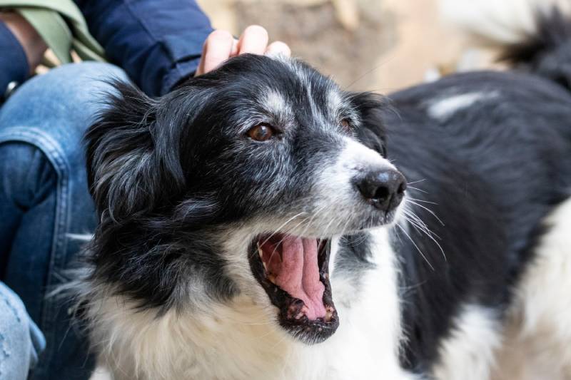 volunteer holding a senior dog's head