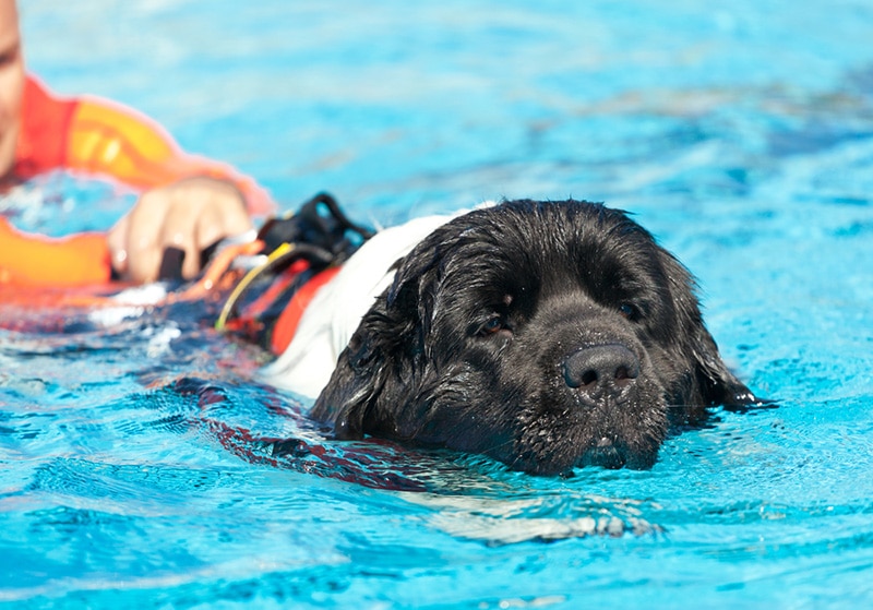 water rescure Lifeguard dog