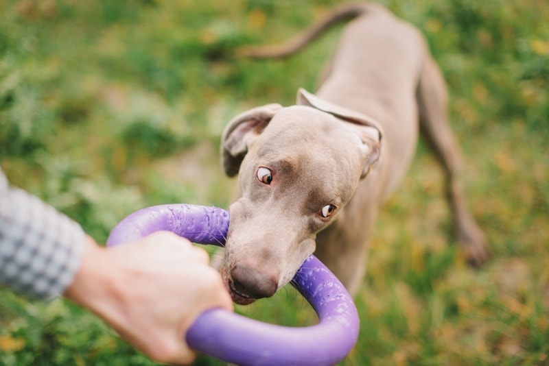 weimaraner dog playing with owner