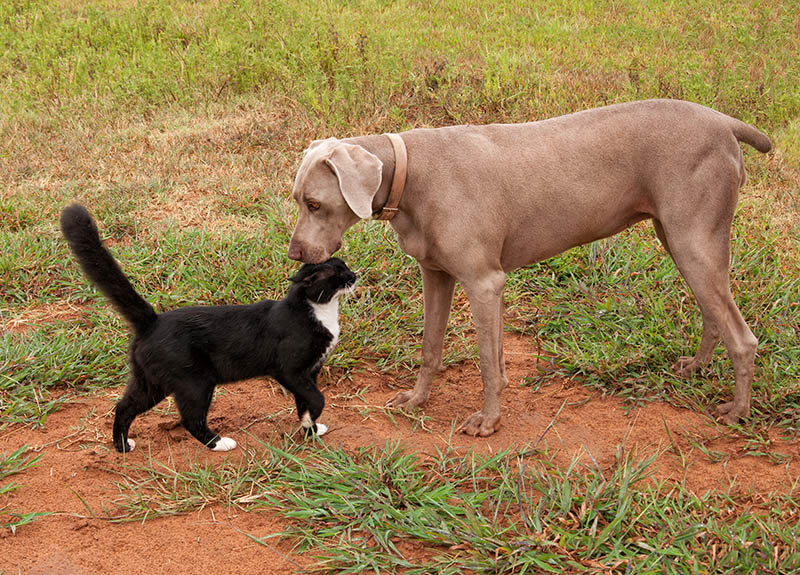 weimaraner dog sniffing the black and white cat