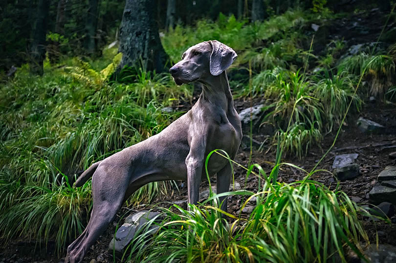 weimaraner in a forest