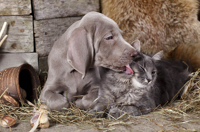 weimaraner puppy licking the grey cat in its face