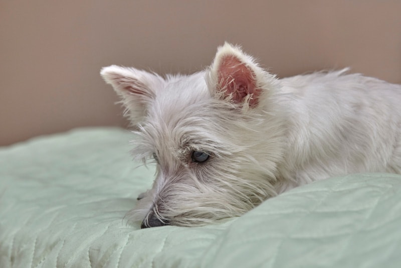 west highland terrier dog lying on bed
