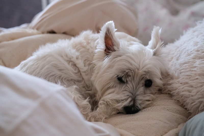west highland terrier dog lying on bed