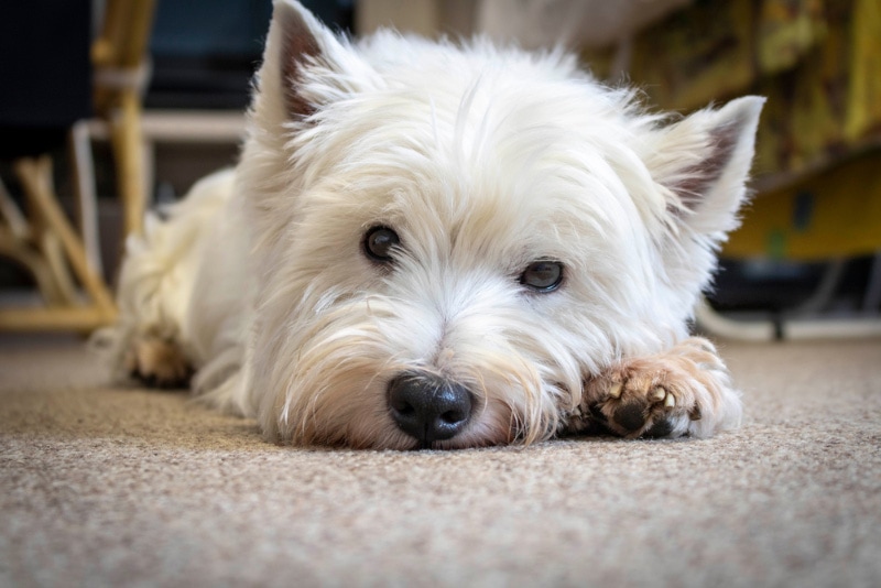 west highland terrier dog lying on the carpet