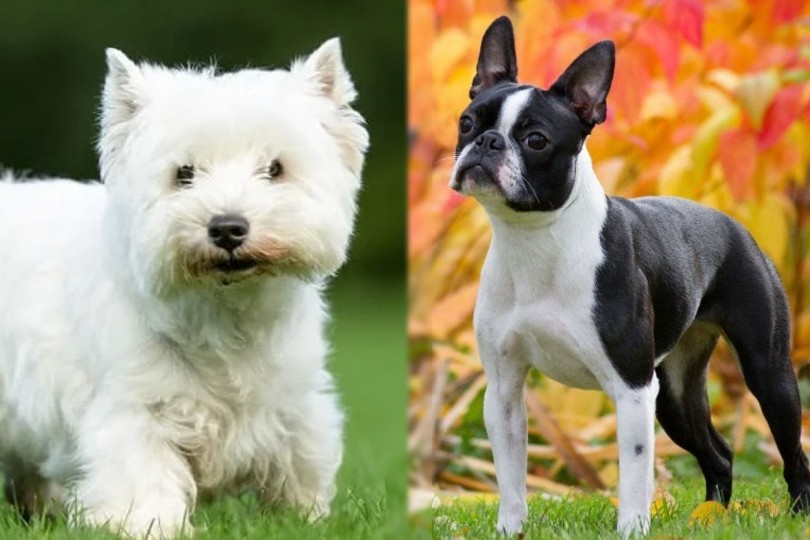 west highland white terrier and boston terrier