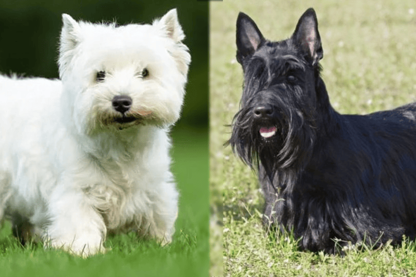 west highland white terrier and scottish terrier