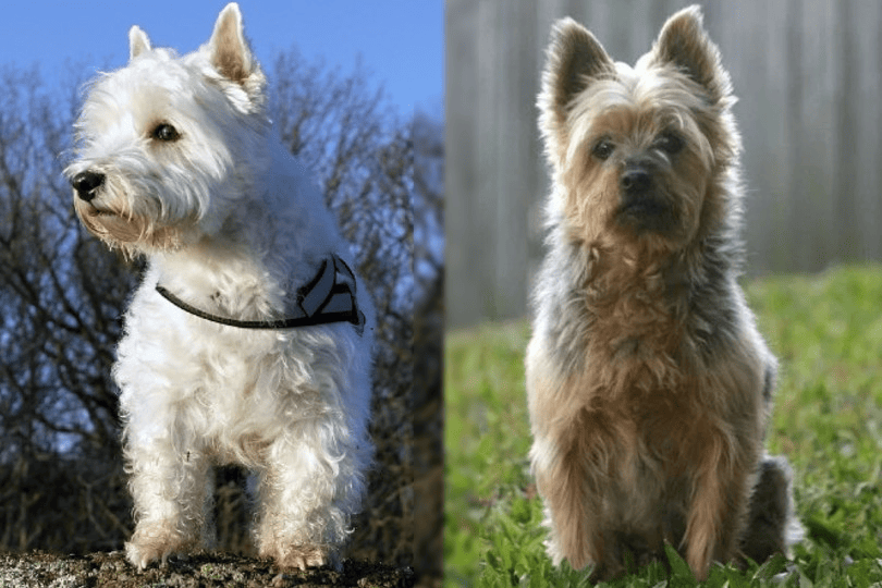 west highland white terrier and silky terrier