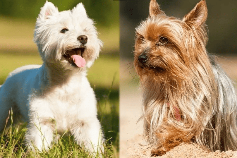 west highland white terrier and yorkshire terrier