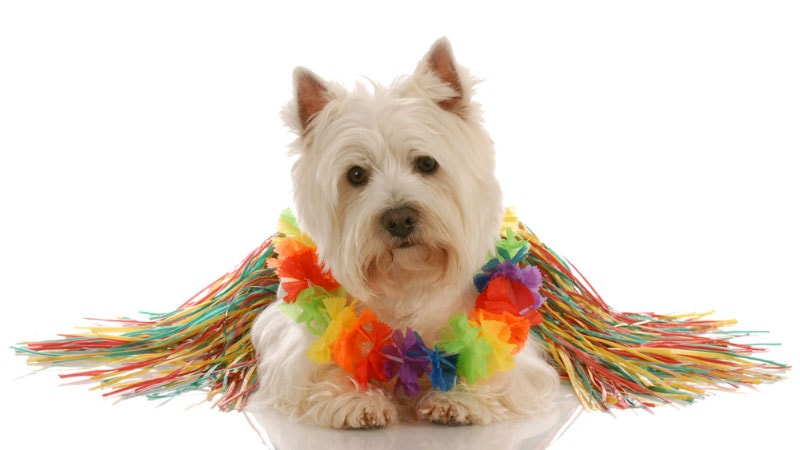 west highland white terrier dressed up as a hula dancer