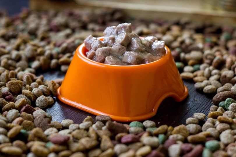 wet and dry dog food
