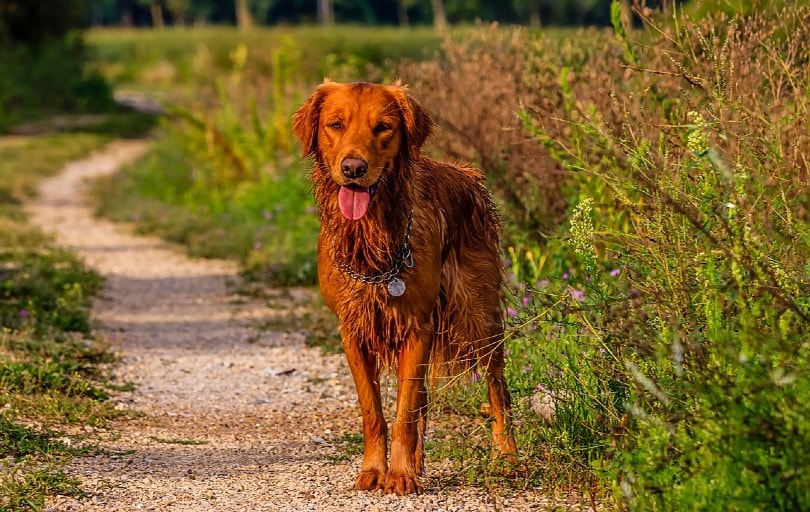 wet red golden retriever dog outdoors