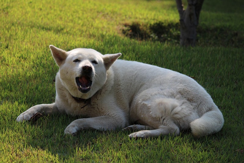 white akita dog barking and lying on the grass