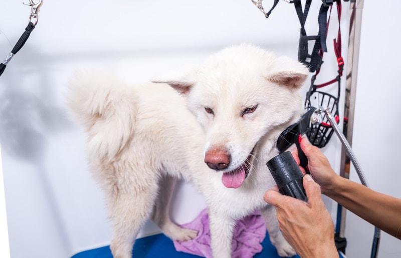 white akita dog being groomed