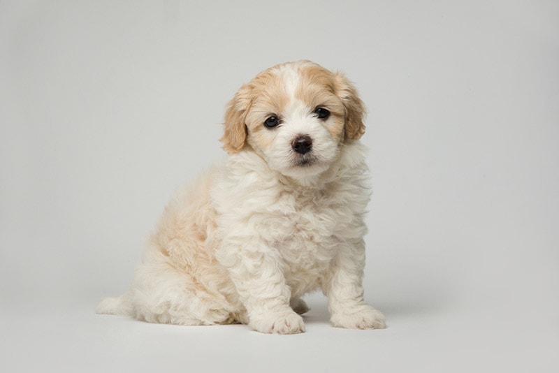 white and apricot bichon frise puppy