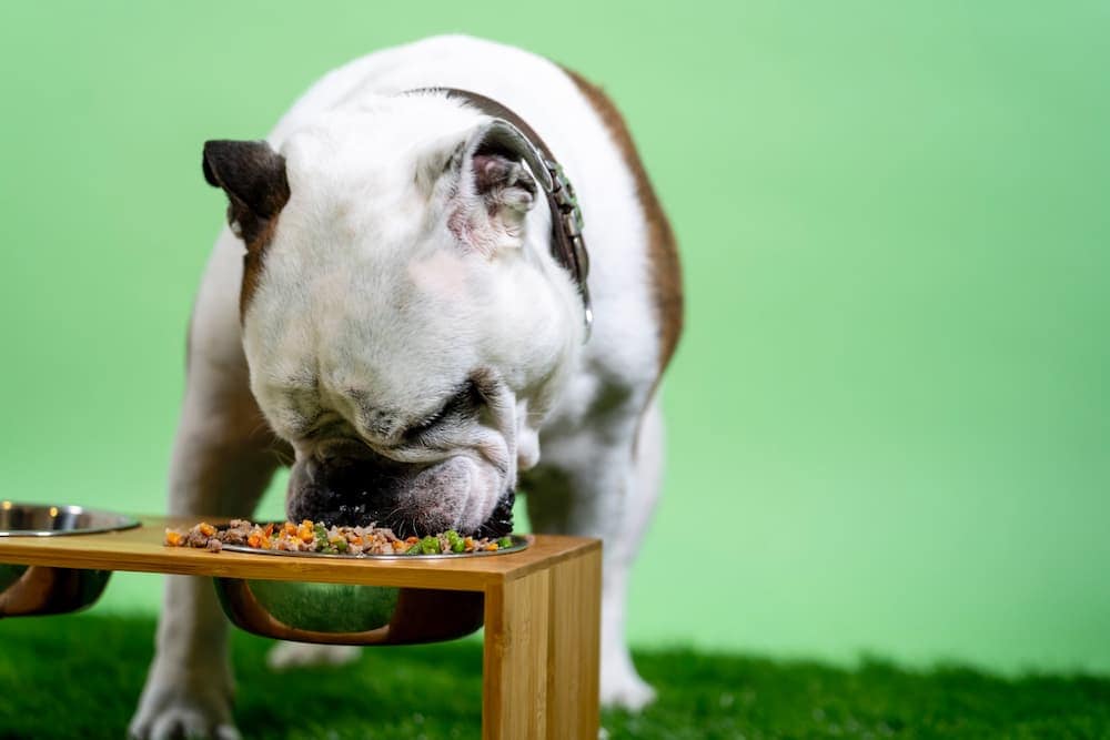white and brown dog eating in a food bowl