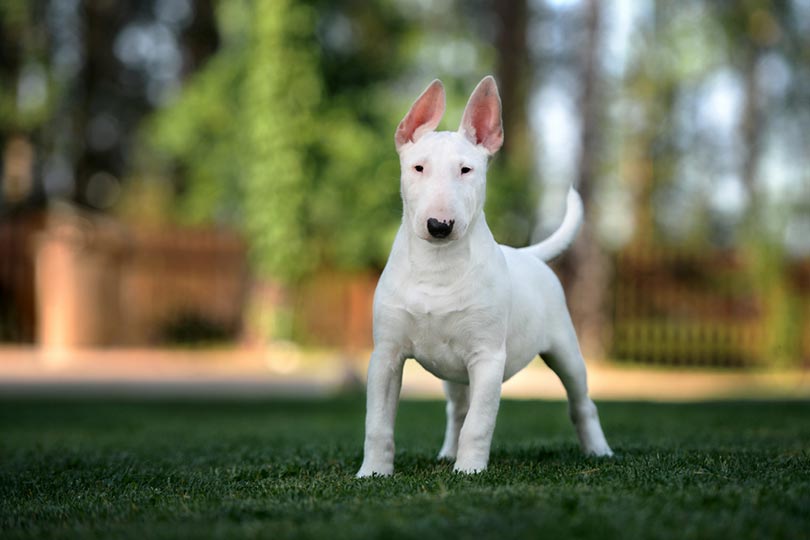 white bull terrier puppy standing outdoor