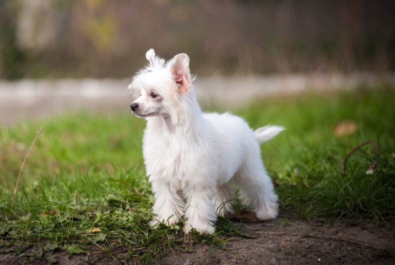 white chinese crested dog standing outdoor
