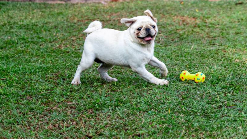 white color pug dog running and playing in the grass