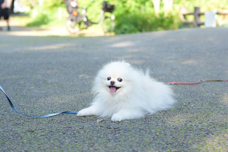 white cute Pomeranian with smile