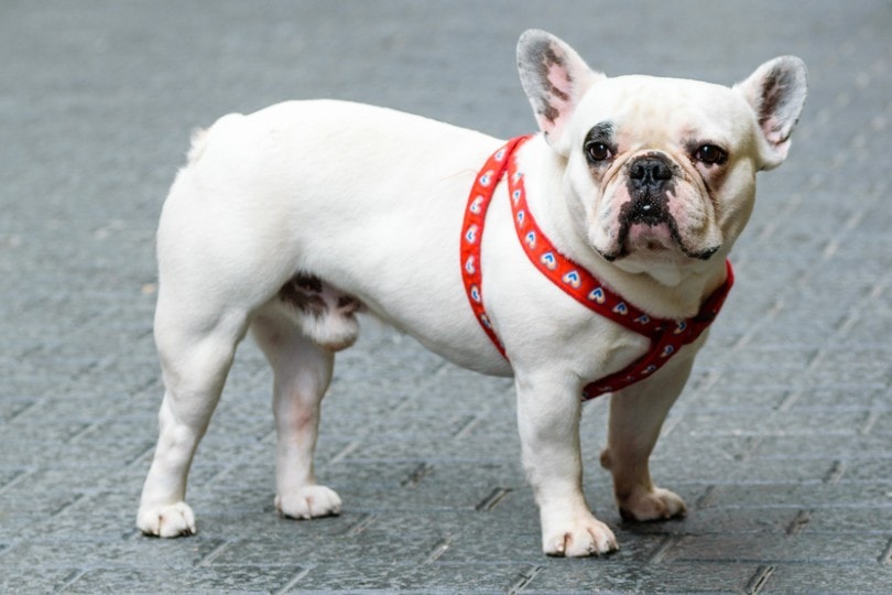 white french bulldog out in the streets