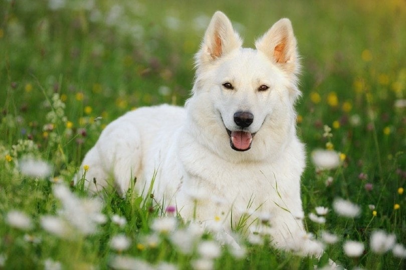 white german shepherd lying on grass