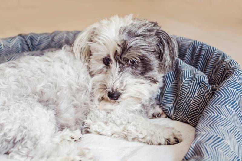 white havanese dog relaxing in a dog bed