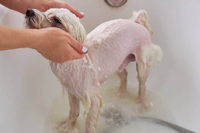 white maltese dog taking a bath