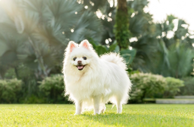 white pomeranian dog standing on grass at the park