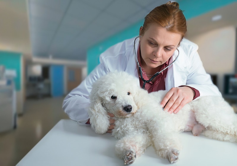white poodle checked by vet