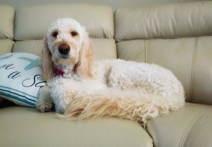 white poodle lying on couch