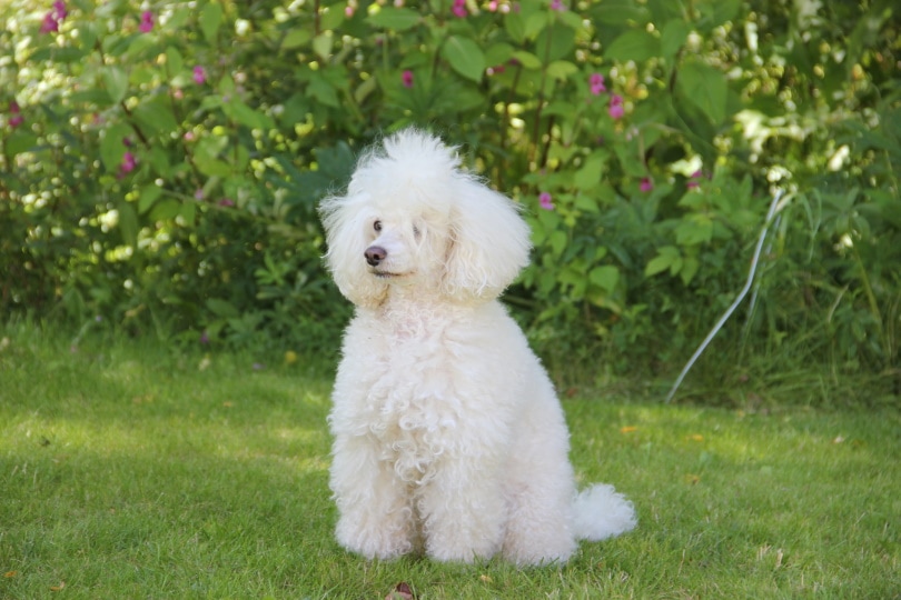 white poodle sitting on grass