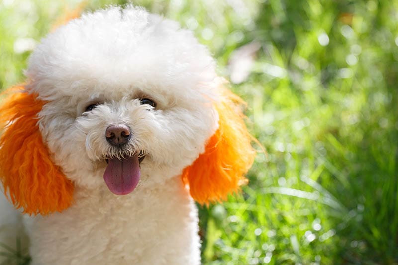 white poodle with orange ear
