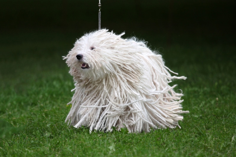white puli dog running on grass