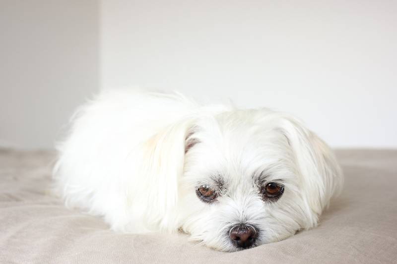 white shih tzu dog lying on the bed