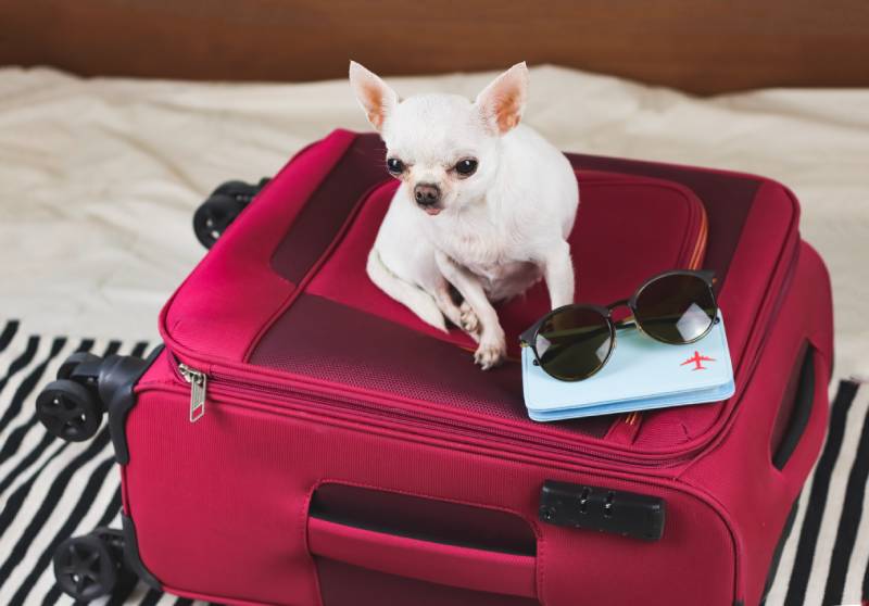 white short hair chihuahua dog sitting on pink luggage with sunglasses and passport