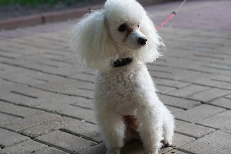 white toy poodle dog on a leash sits on a tile path in a city park during a walk