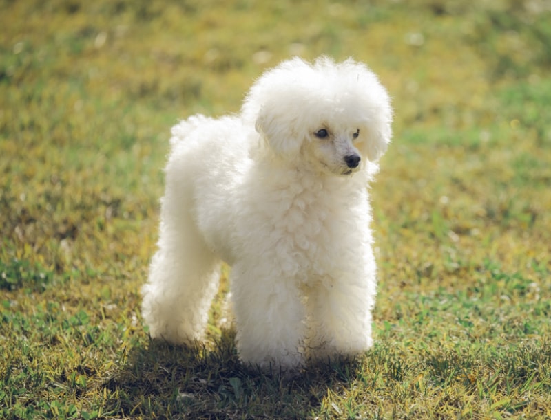white toy poodle standing on grass
